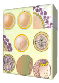 Óvulo, ovocito 1 y 2, mórula, blastocisto